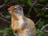 Erdhörnchen auf den Sunshine Meadows - Banff NP
